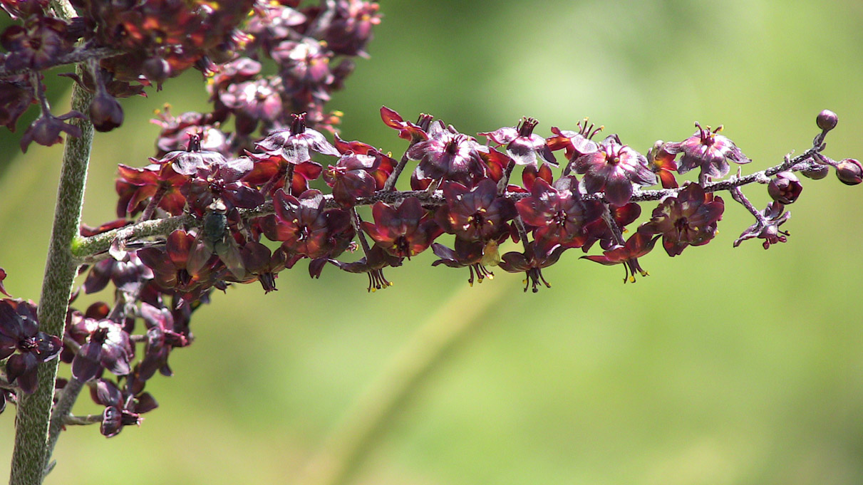 Veratrum nigrum / Veratro nero